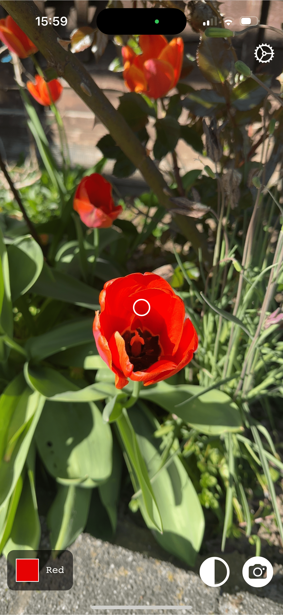 A red tulip in focus with green leaves surrounding it, photographed through a smartphone camera interface showing options and icons.